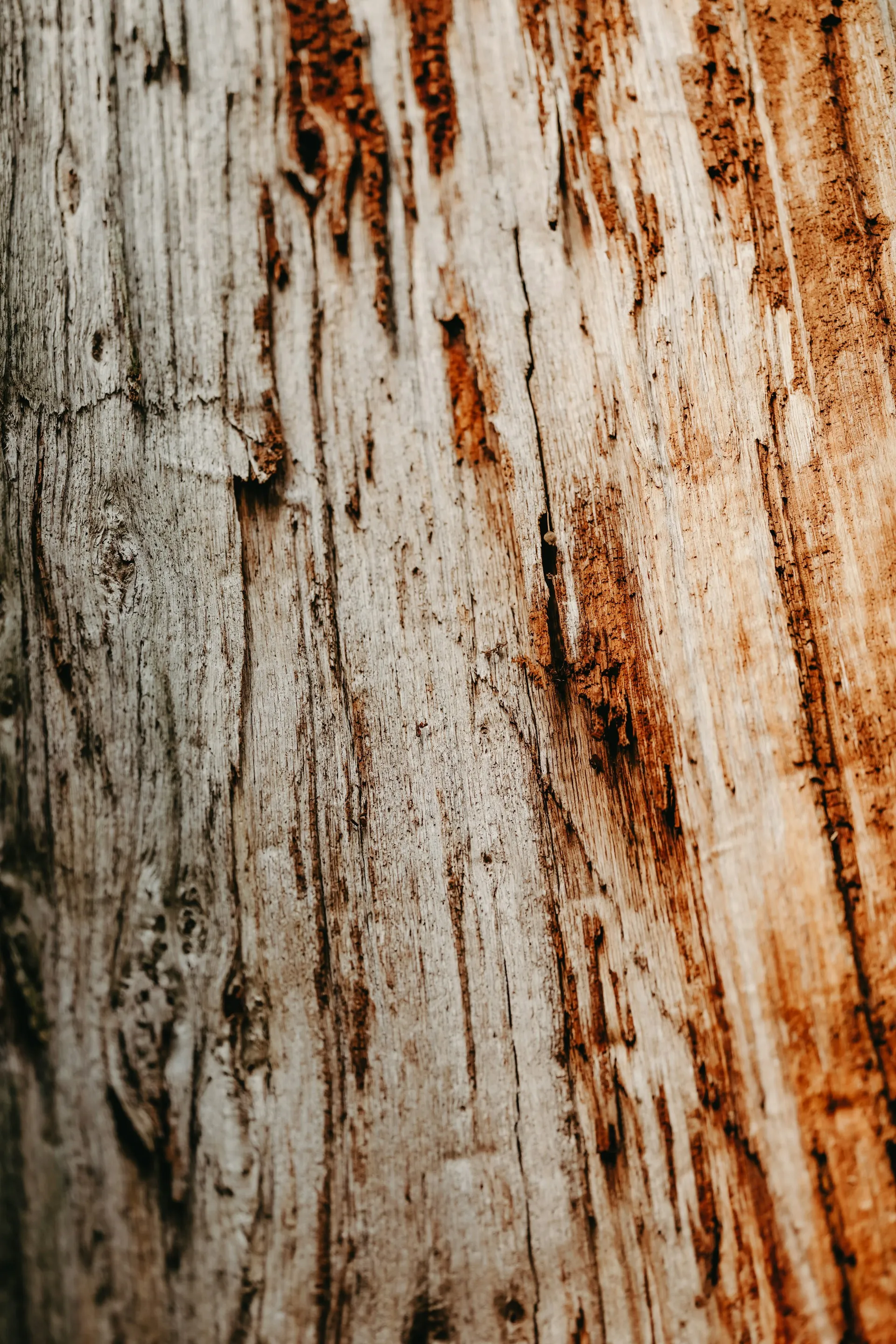 Texture de bois, évoquant le développement sur-mesure